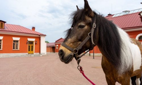 Ездовая пони Карамель начала работать в музее-заповеднике «Царское Село»